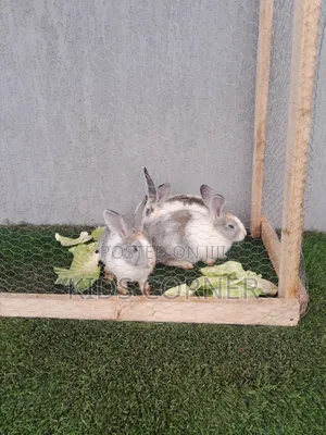 Bunny on Duty – Book Now for Fun Moments