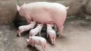 Pregnant Pigs