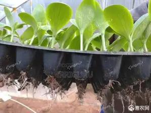Seed Trays Plastic