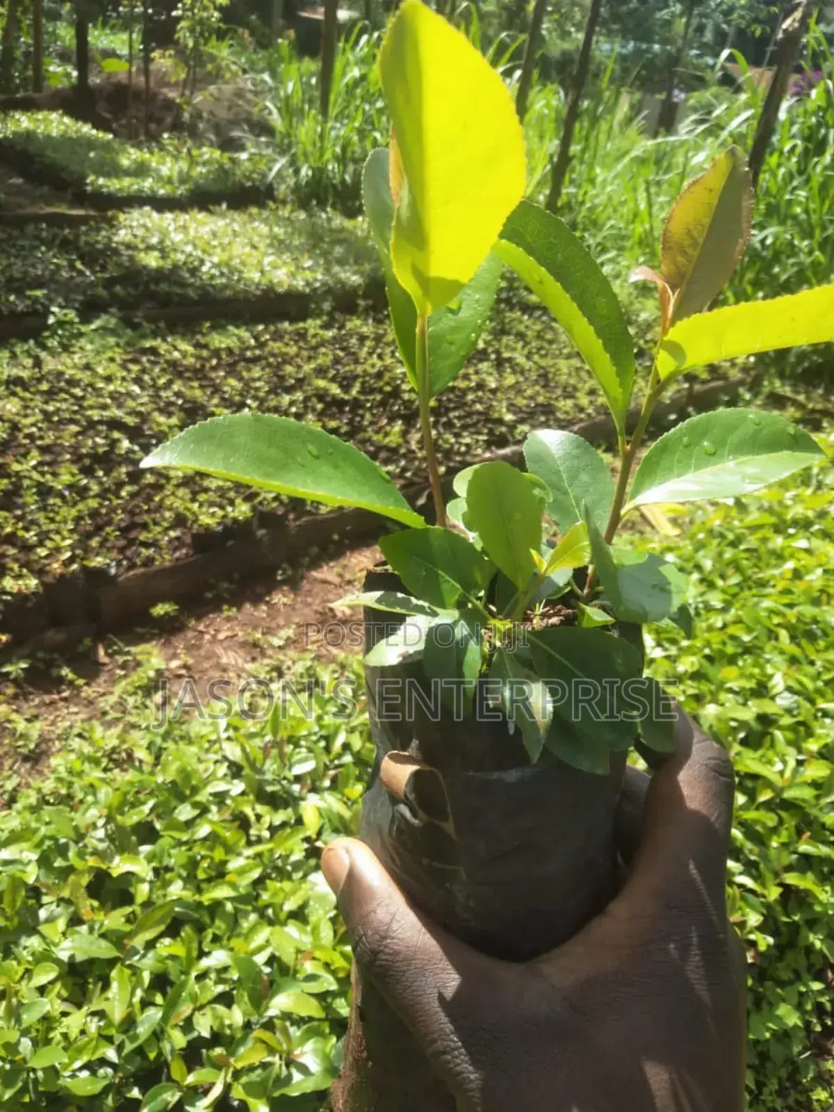 Muguka Seedlings