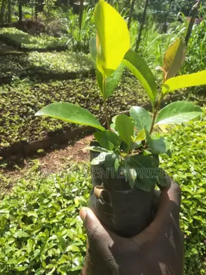 Muguka Seedlings