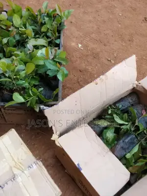 Muguka Seedlings