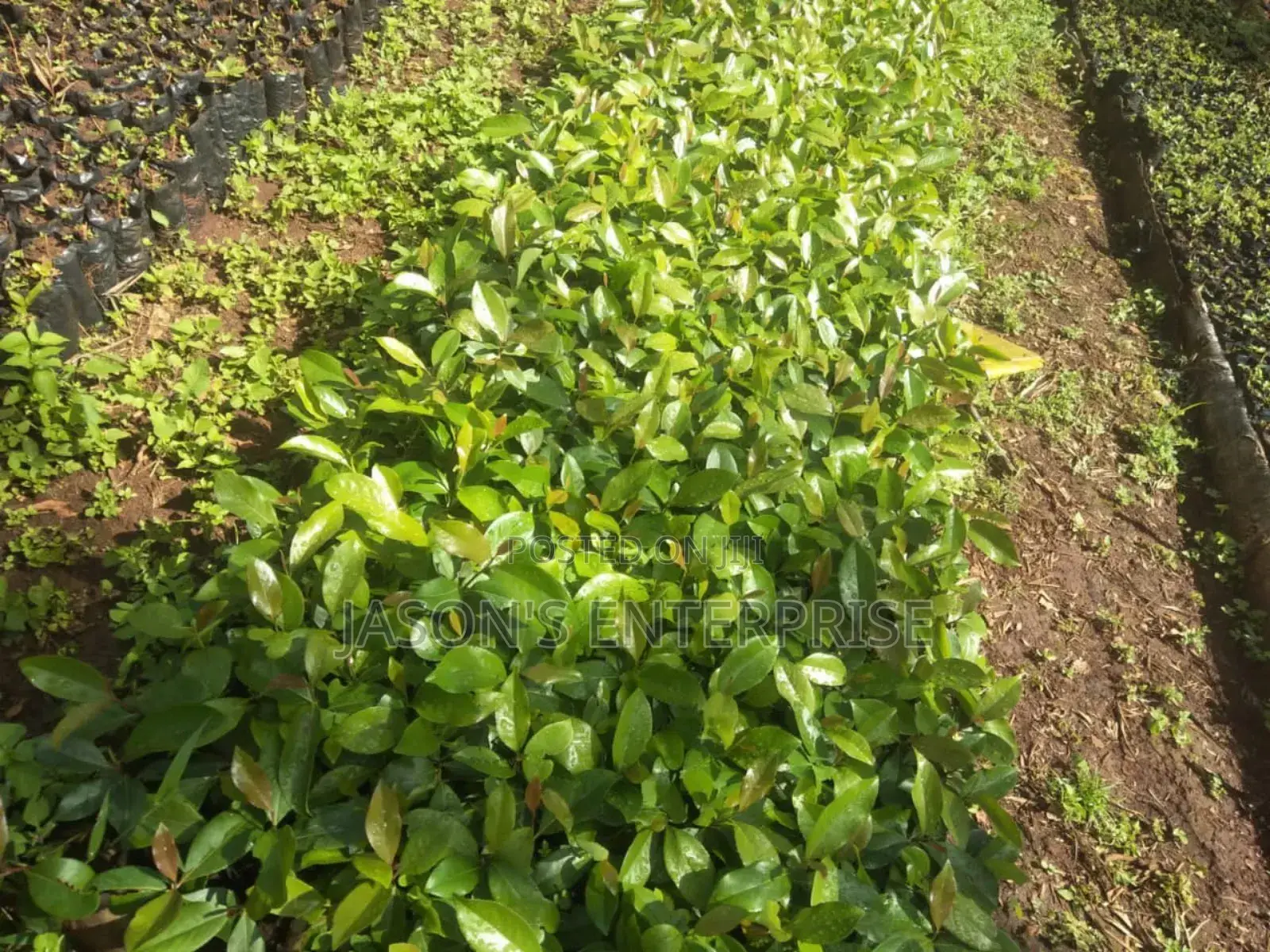 Muguka Seedlings