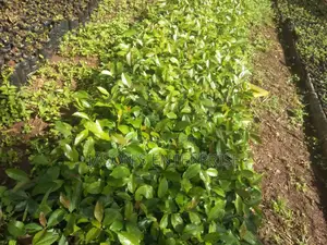 Muguka Seedlings