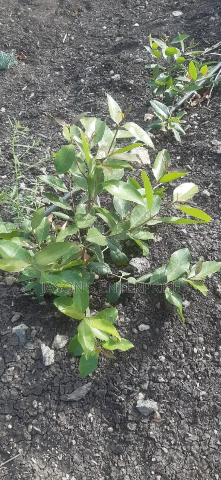 Muguka Seedlings