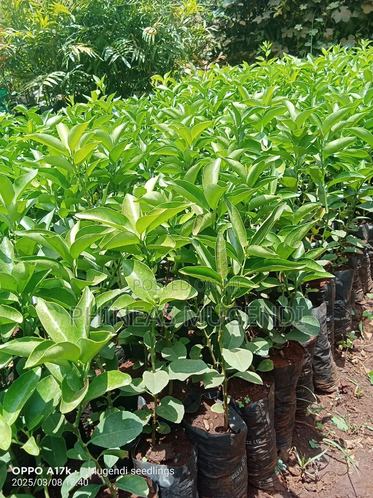 Pixie Orange Seedlings
