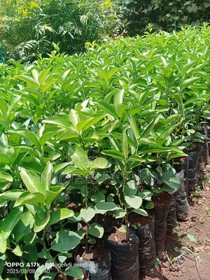 Pixie Orange Seedlings