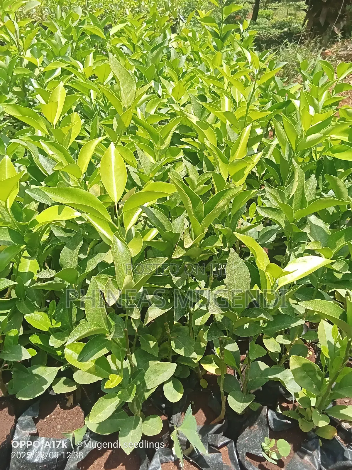 Pixie Orange Seedlings
