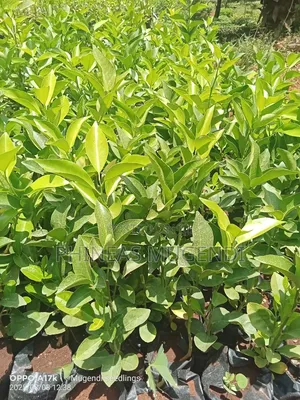 Pixie Orange Seedlings