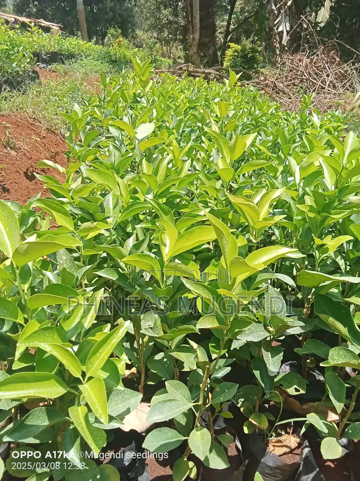 Pixie Orange Seedlings
