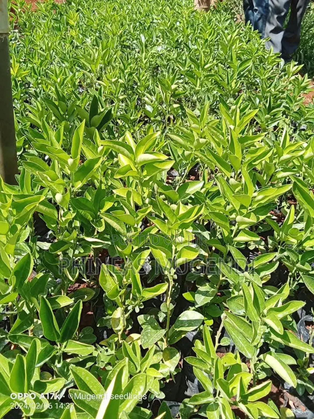 Pixie Orange Seedlings