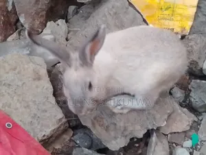 Rabbits on Sale(New Zealand California , Dutch Giants Etc