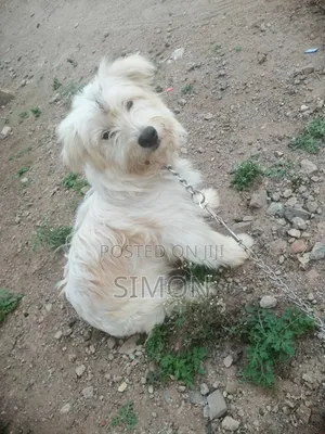 1-3 months Male Purebred Maltese