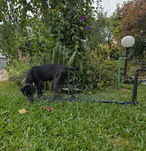 3-6 months Female Purebred Great Dane