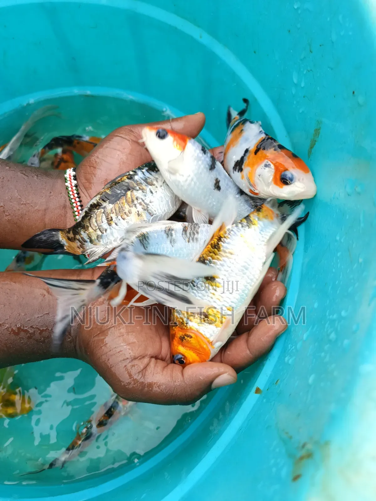 Ornamental Fish