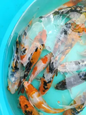 Ornamental Fish