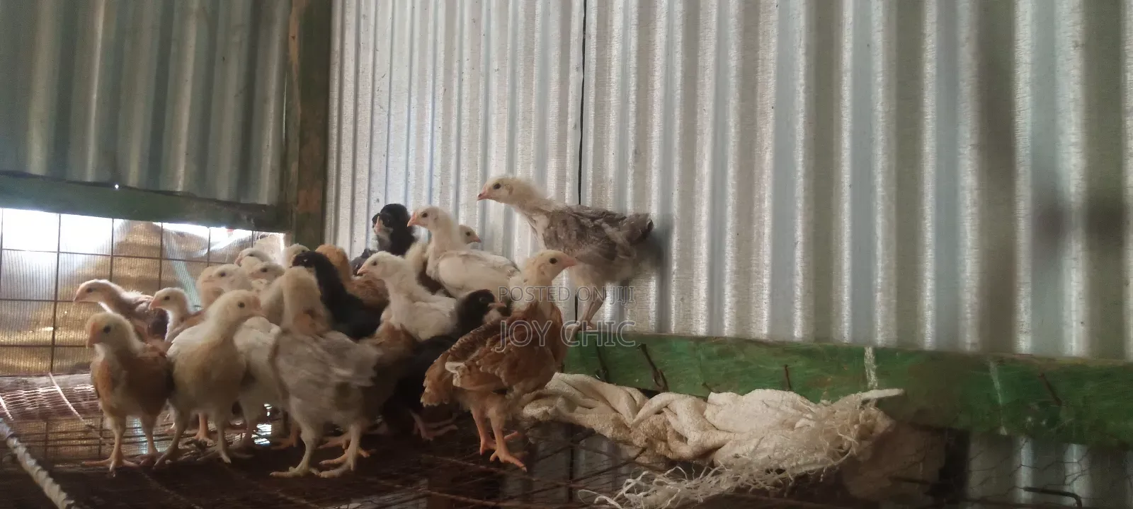 3 Weeks Old Chicks