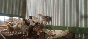 3 Weeks Old Chicks