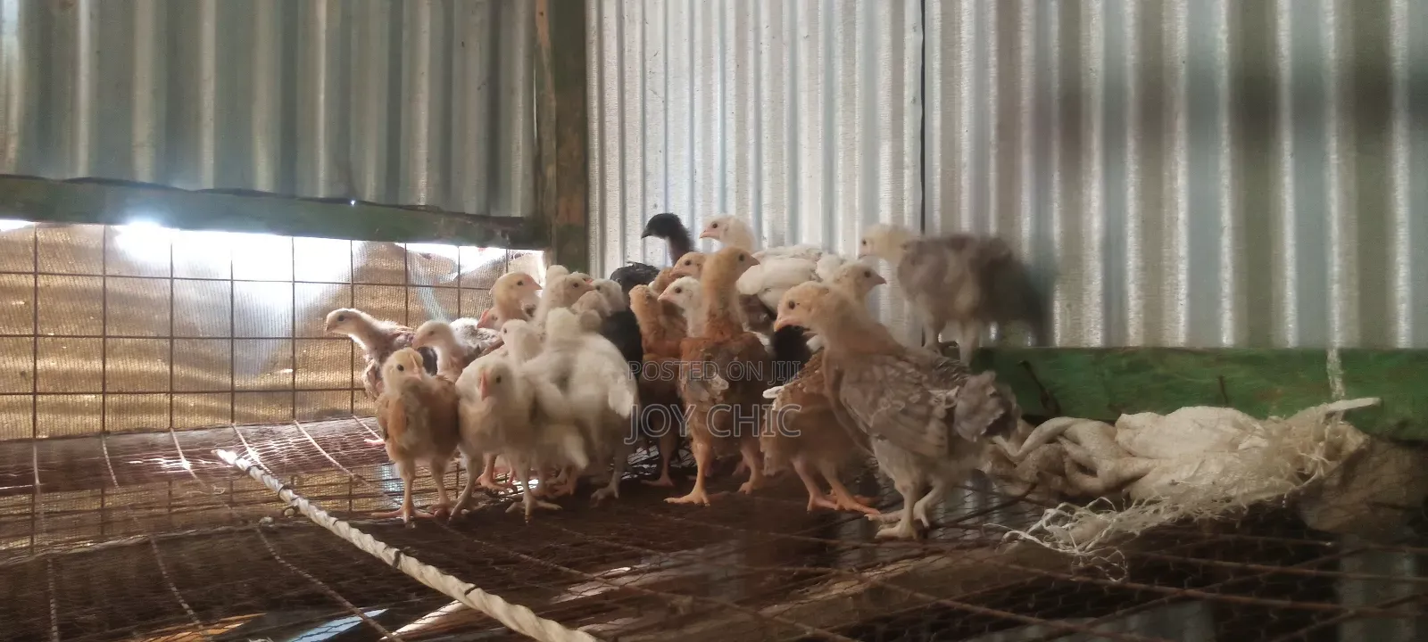3 Weeks Old Chicks