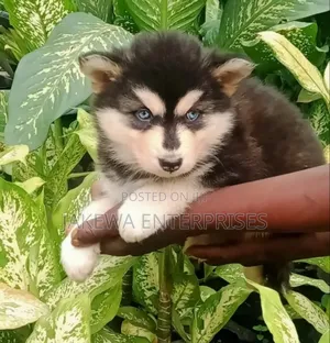 1-3 months Male Purebred Siberian Husky
