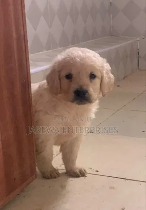 1-3 months Female Purebred Golden Retriever