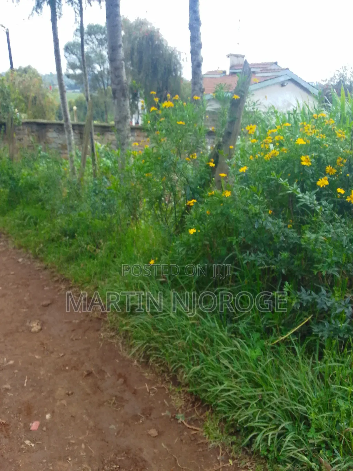 50 by 100 Tiekunu, Limuru