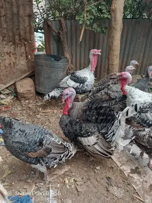 Royal Palm Turkey - Mature Males and Females