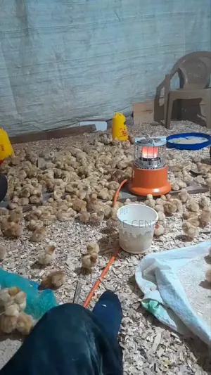 Portable Gas Chick Warmers