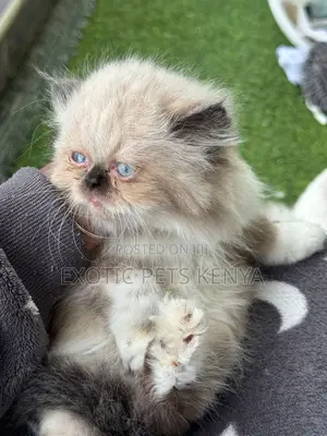 1-3 months Female Purebred Persian