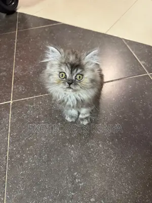 1-3 months Male Purebred Persian