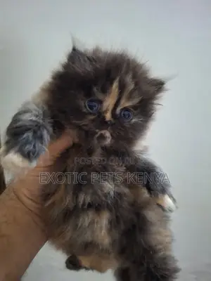 1-3 months Female Purebred Persian