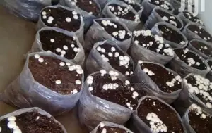Mushroom Planting Bags. 100 Per Pack