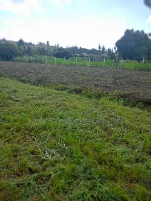 Rironi Plots
