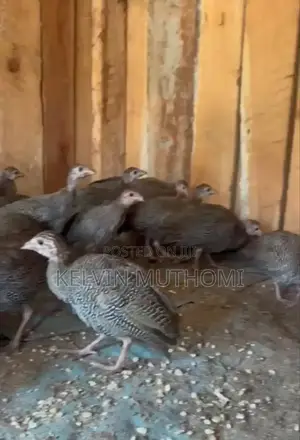 Guinea Fowls Available