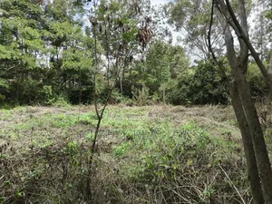 Quarter Acre Plot for Sale in Ngong, Vet Olepolos Road