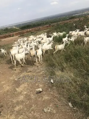 White Galla Goats