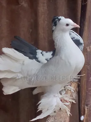 Friendly Fantails