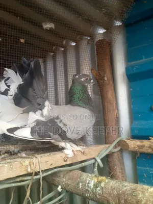 Friendly Fantails
