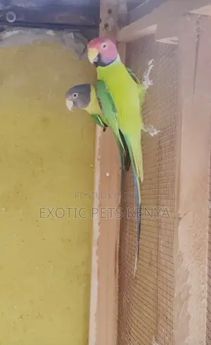 Plum Head Parrots