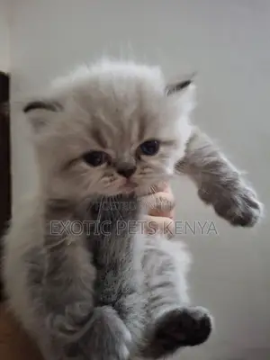 1-3 months Male Purebred Persian