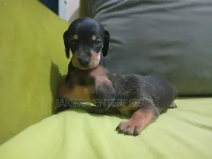1-3 months Male Purebred Dachshund