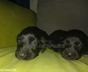 1-3 months Female Purebred Dachshund