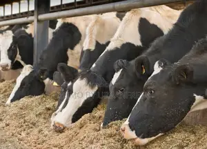 Livestock Feeds Formulas Cattle /Pigs /Goats Sheep / Poultry