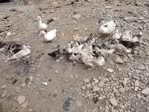 Muscovy Ducklings Juvenile Ducklings for Sale