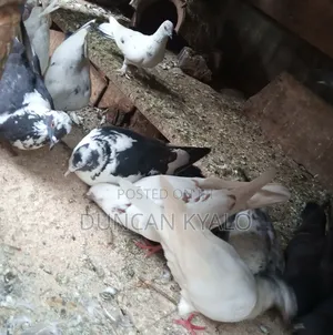 Pigeons Birds