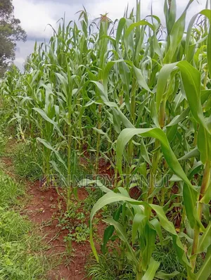 1 Acre for Sale at Total Mau Summit