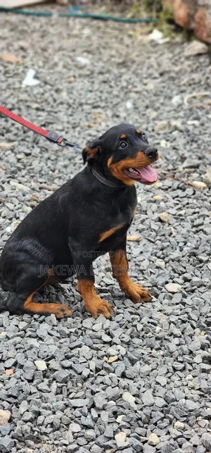 3-6 months Female Purebred Rottweiler
