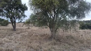 40 and 100 Acres Imaroro- Konza Road