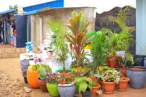 Flowers and Pots
