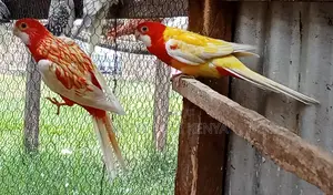 Rosella Parrots